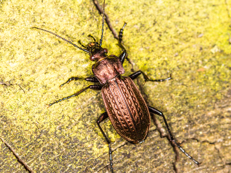 Carabus granulatus